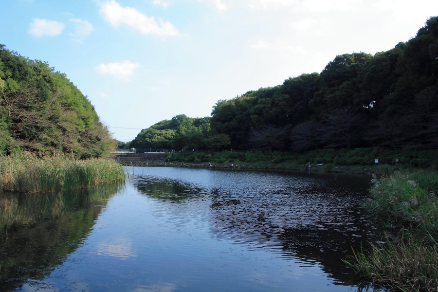 泉の森公園の池, The pond of Izuminomori Park