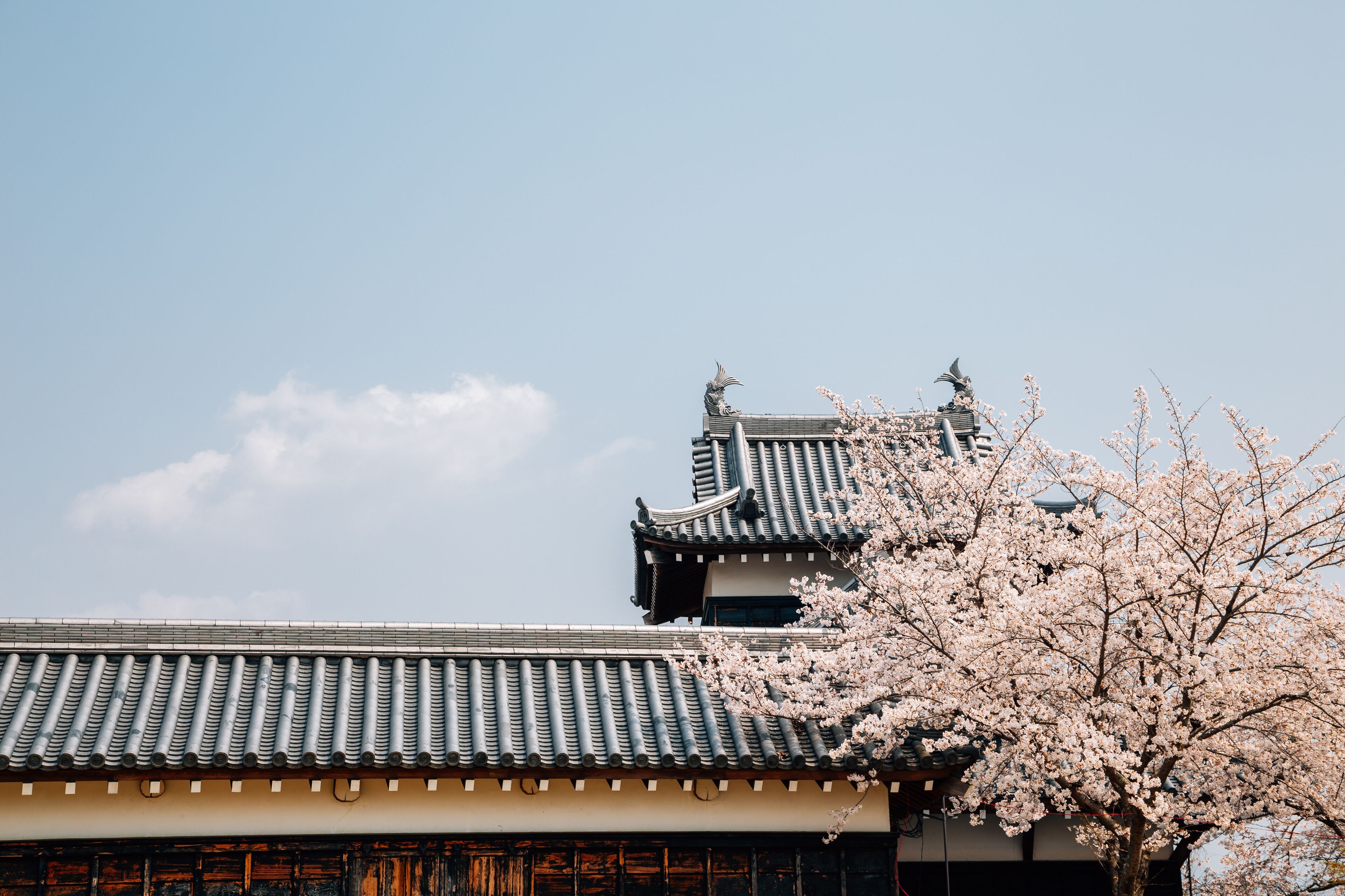 Koriyama castle park with cherry blossoms in Nara, japan