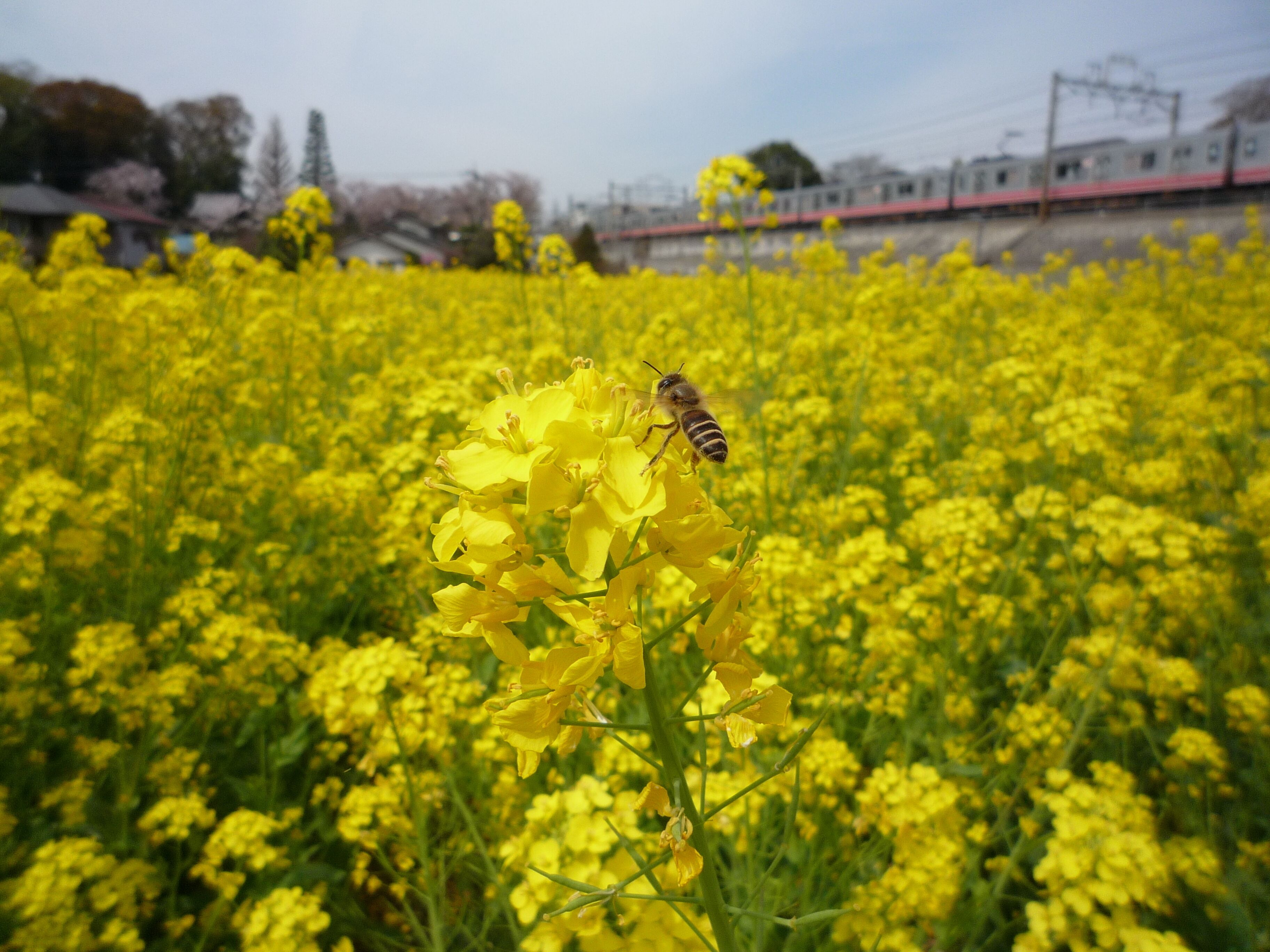 Rape blossoms and Honeybee