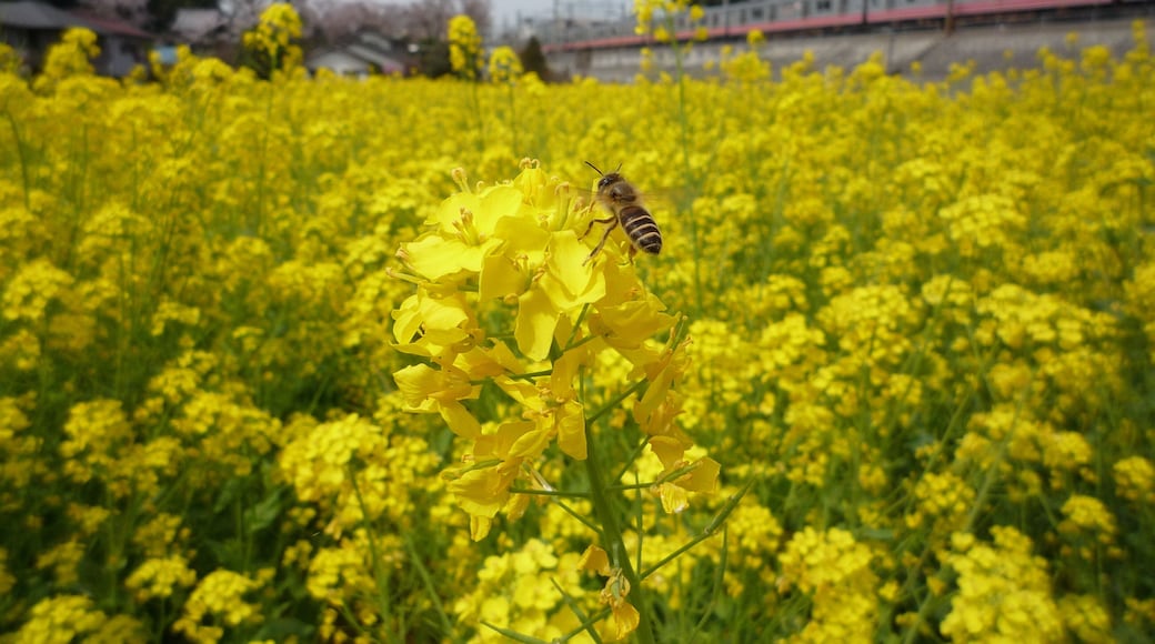 Rape blossoms and Honeybee