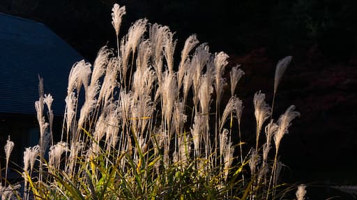 Miscanthus sinensis; Shutterstock ID 515346004
