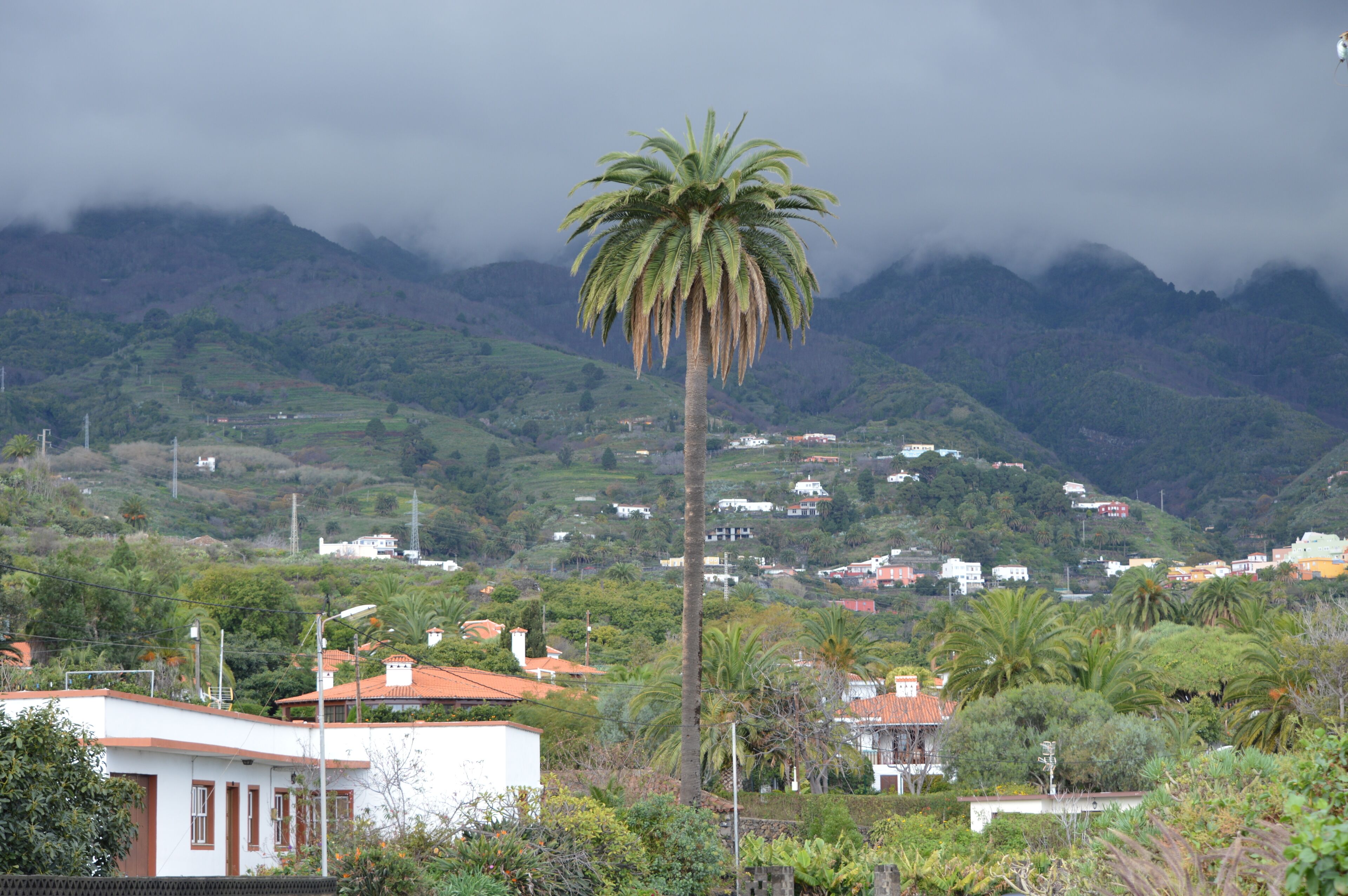 A coastal town with a prominent palm tree, houses with red roofs, and mountains in the background.