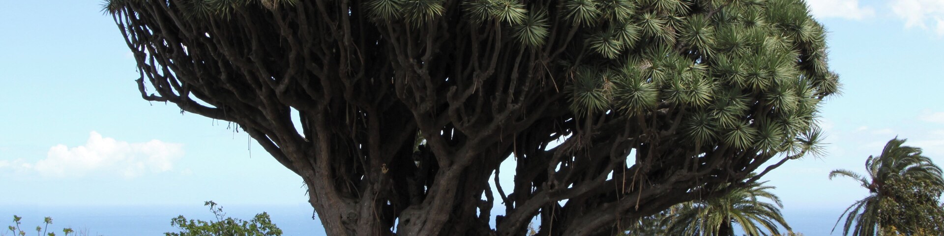 "Los Dragos Gemelos" (The twin dragon trees) of Breña Alta, La Palma, Canary Islands, Spain. The „Dragos Gemelos“ are the oldest dragon trees of la Palma and reach a height of about 15 meters. Their treetops are entangled. It is told, that long ago two brothers loved the same girl. As she could not decide, the two brothers fighted with each other. The fight was hard and both died. The girl was very sad and decided, never to marry. She planted two dragon trees at the place of the fight, so that the memory of the two brothers will last for ever.