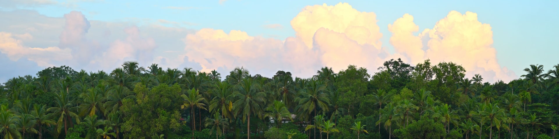 Lush green grass and tall coconut trees seen in the middle of the frame