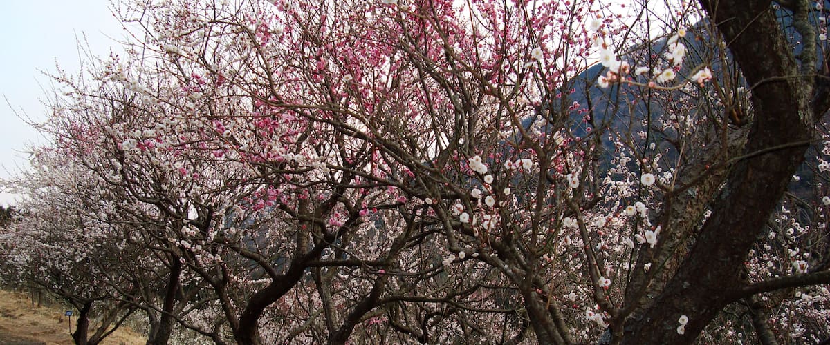 The prum blossoms in Makuyama-koen park, Yugawara, Kanagawa prefecture