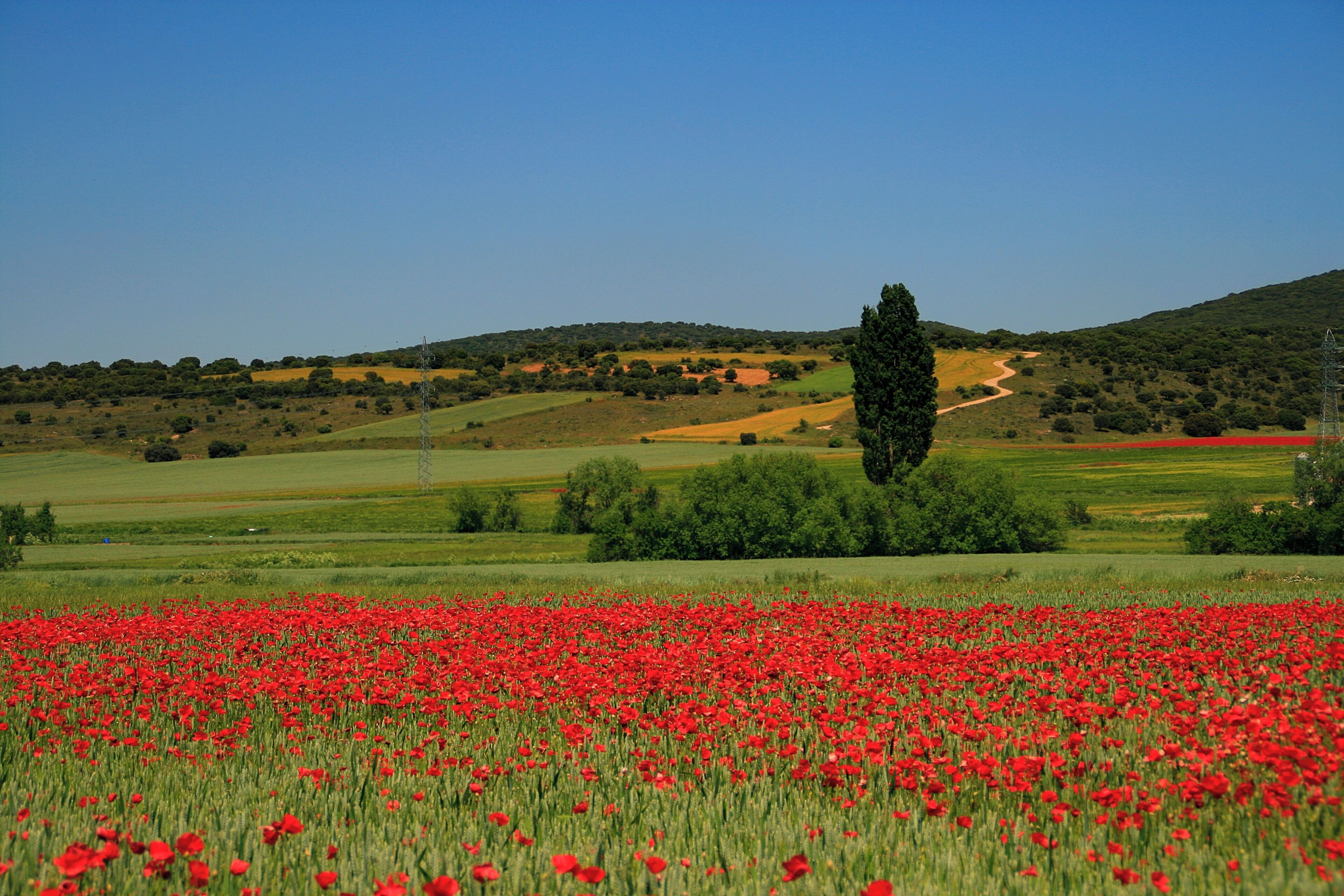 Ólvega, Soria, España.