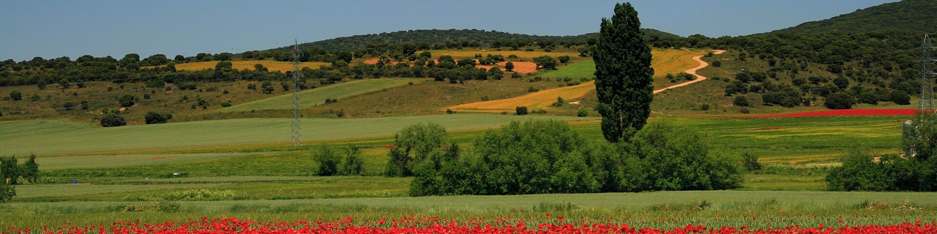 Un campo de amapolas rojas, colinas onduladas y un árbol alto a lo lejos.