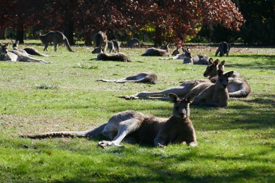 Camp de gespa amb cangurs descansant i un arbre amb fulles d'octubre al fons.