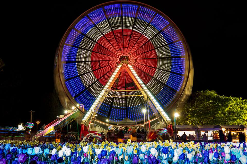 A large Ferris wheel with colorful lights at night, surrounded by a field of purple and blue flowers.