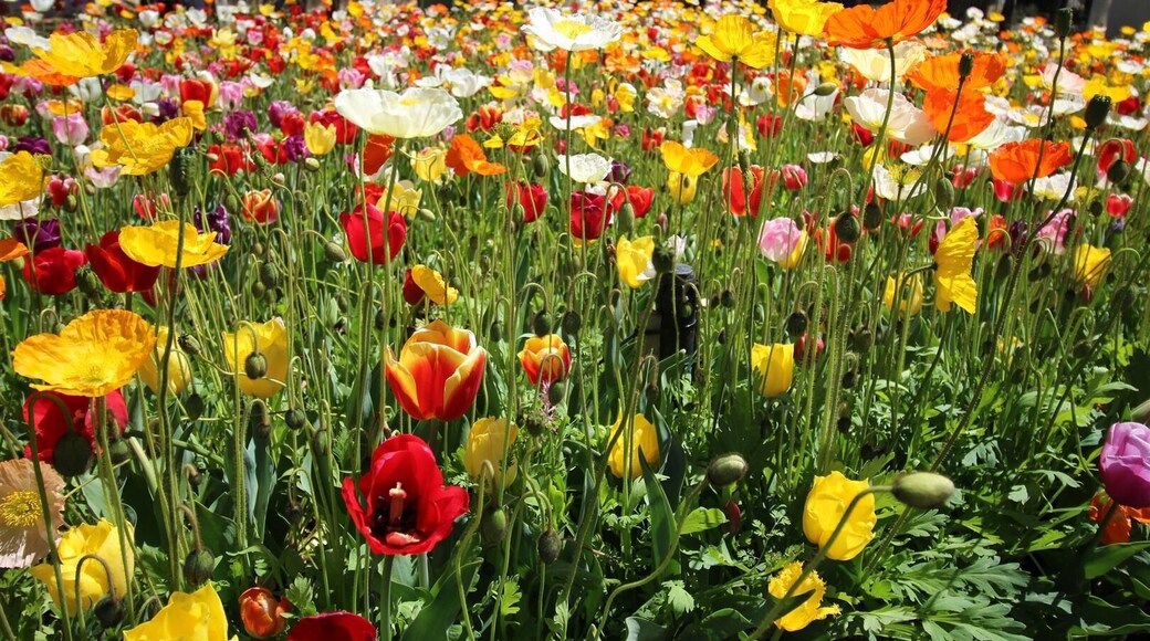 Floriade 2017 in Canberra.