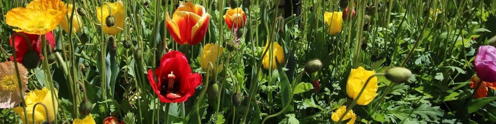 Un campo de amapolas en varios colores.