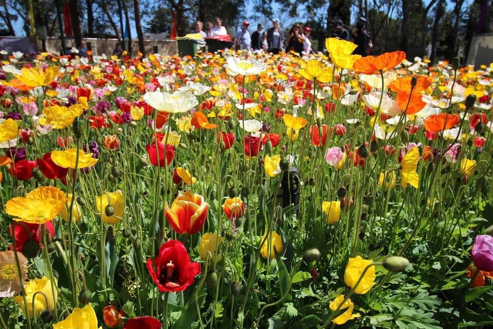 Un campo de amapolas en varios colores.