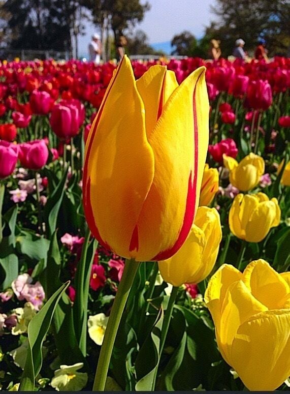One of many Flower display at the Floriade. Floriade is a flower and entertainment festival held annually in Canberra's Commonwealth Park featuring extensive displays of flowering bulbs with integrated sculptures and other artistic features. 