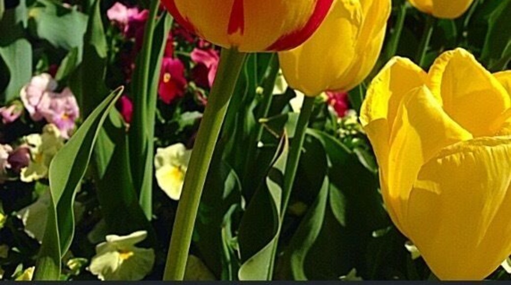 One of many Flower display at the Floriade. Floriade is a flower and entertainment festival held annually in Canberra's Commonwealth Park featuring extensive displays of flowering bulbs with integrated sculptures and other artistic features.