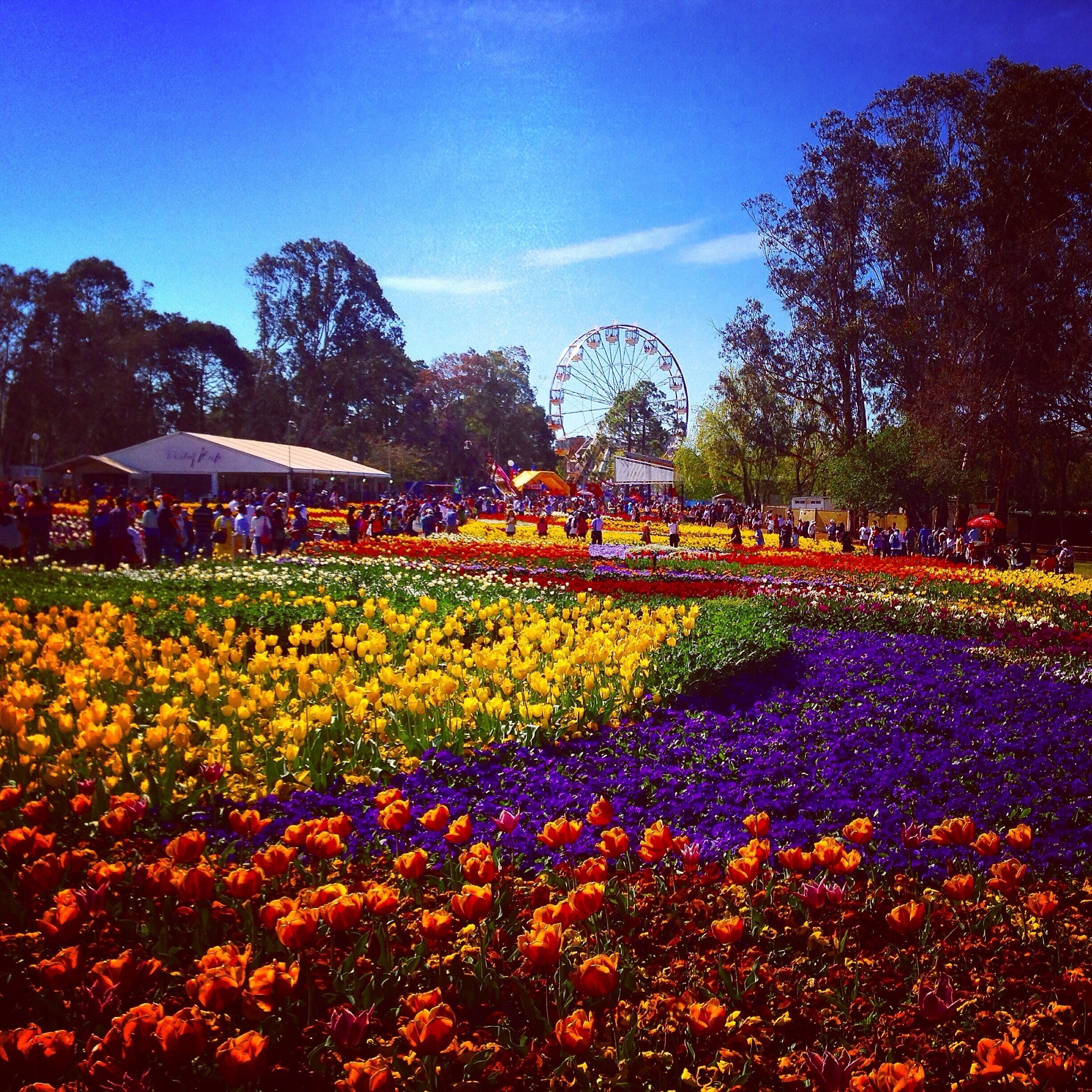 Ein farbenprächtiger Blumenhain mit einem Riesenrad im Hintergrund.