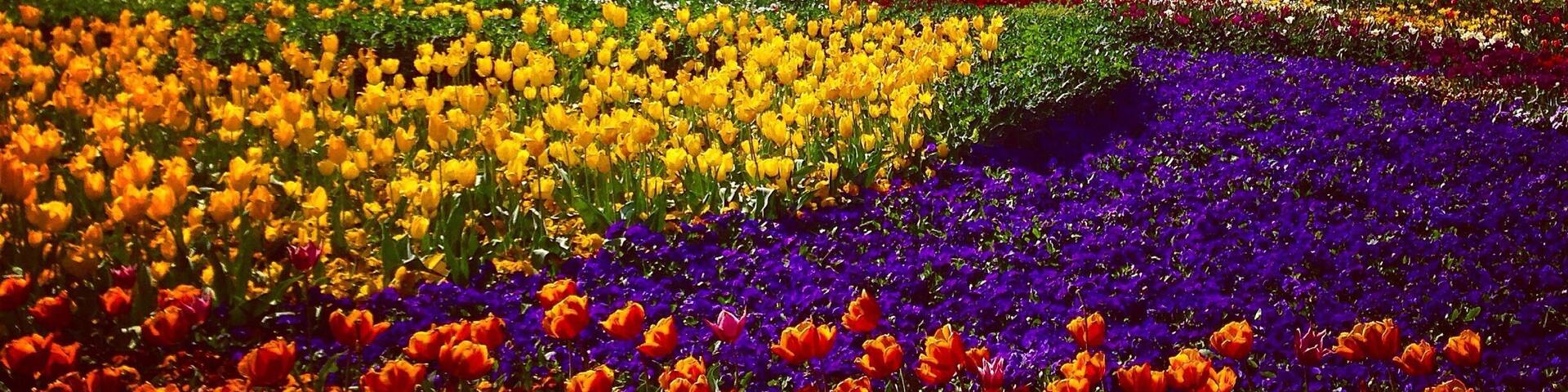 A vibrant flower garden with a Ferris wheel in the background.