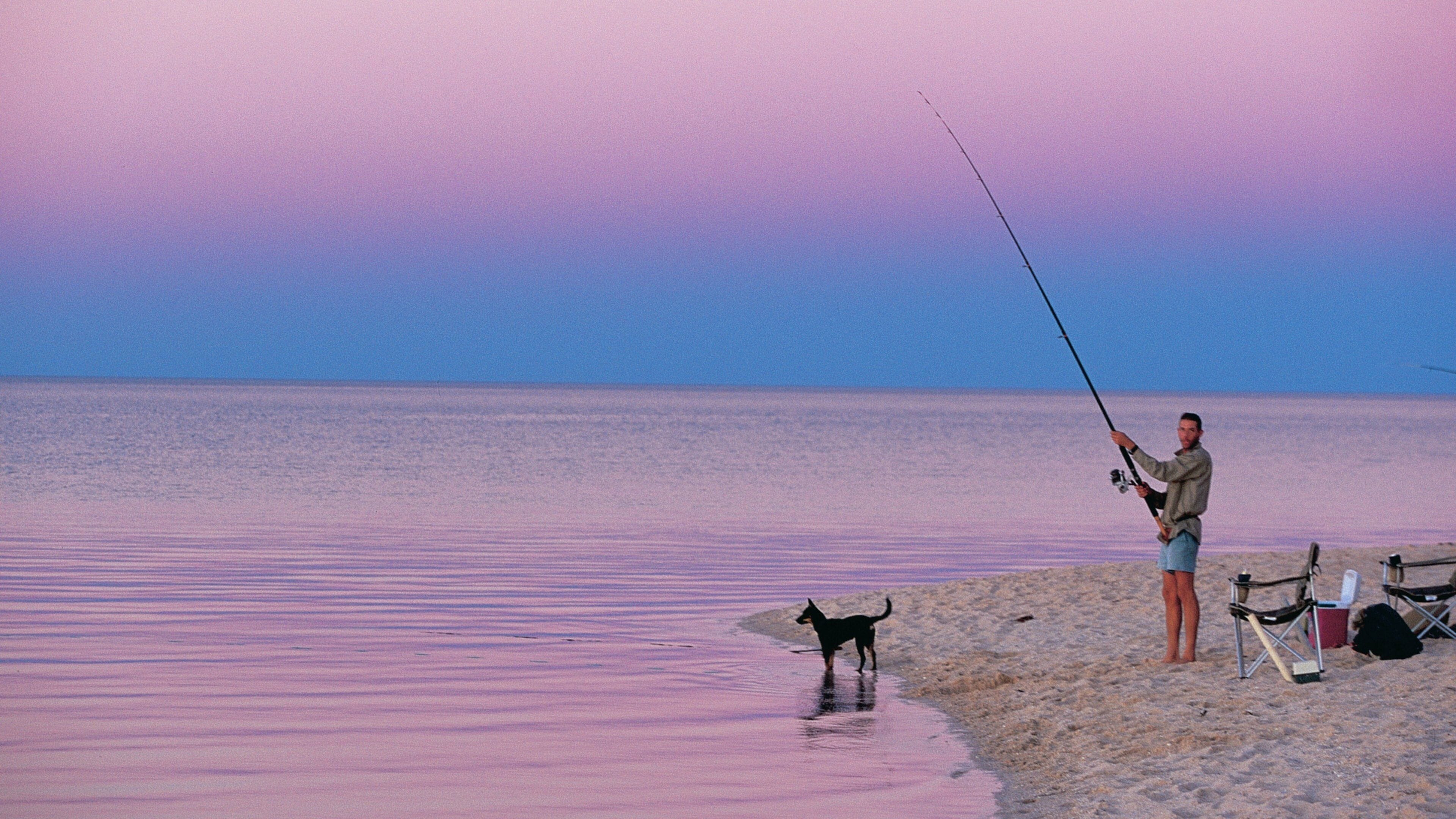 Shark Bay showing cuddly or friendly animals, fishing and a beach
