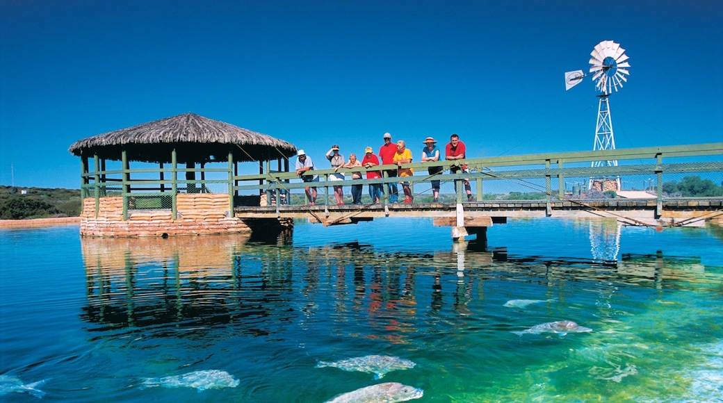 シャーク ベイ 表示 海洋生物 及び 大勢の人々