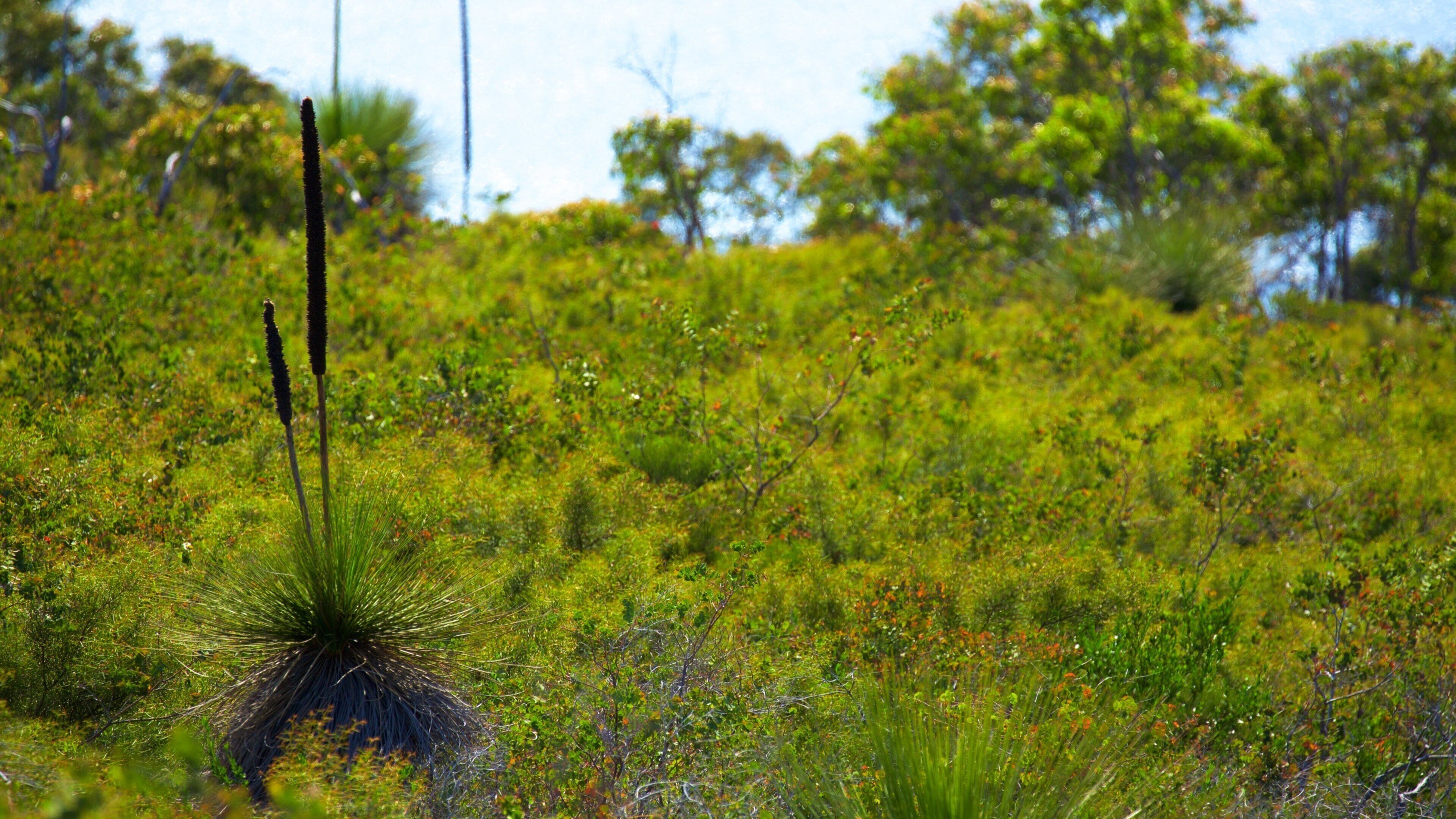 Naturaliste showing wildflowers and general coastal views