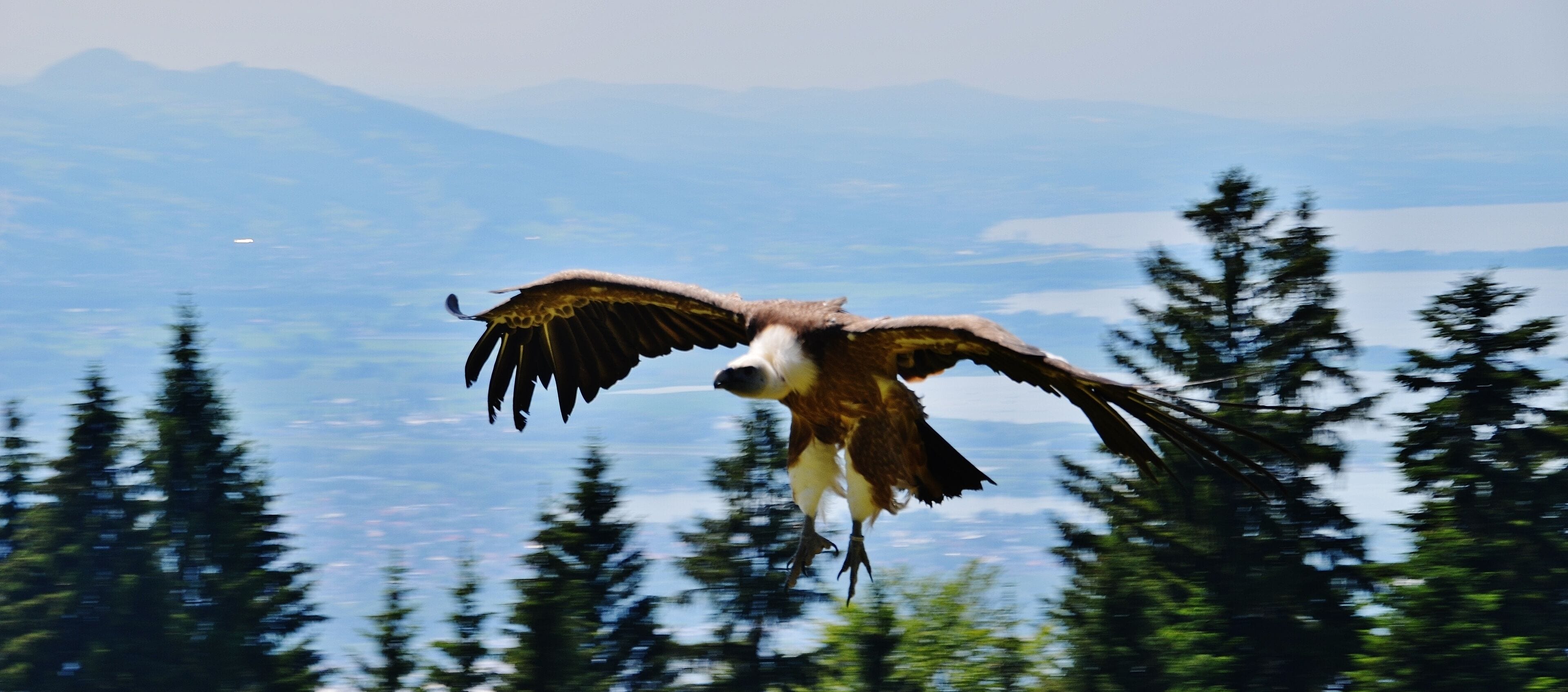 Blick von der Adlerwarte und Greifvogelschau auf dem Pfänder Richtung Bodensee