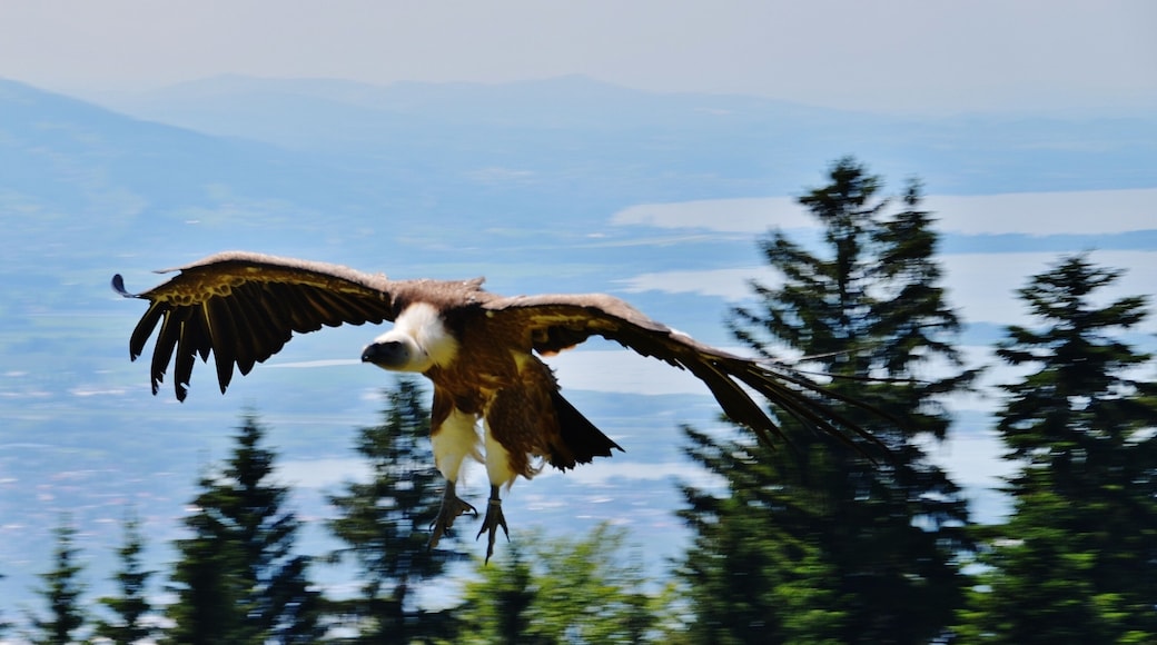 Blick von der Adlerwarte und Greifvogelschau auf dem Pfänder Richtung Bodensee