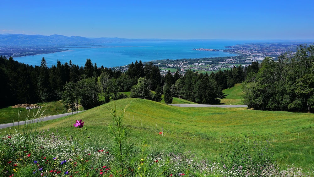 A coastal landscape with a road, a field of wildflowers, and a view of a town across the water.