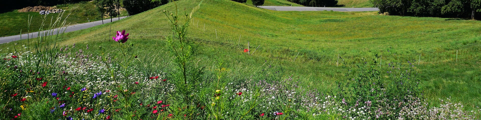 A coastal landscape with a road, a field of wildflowers, and a view of a town across the water.