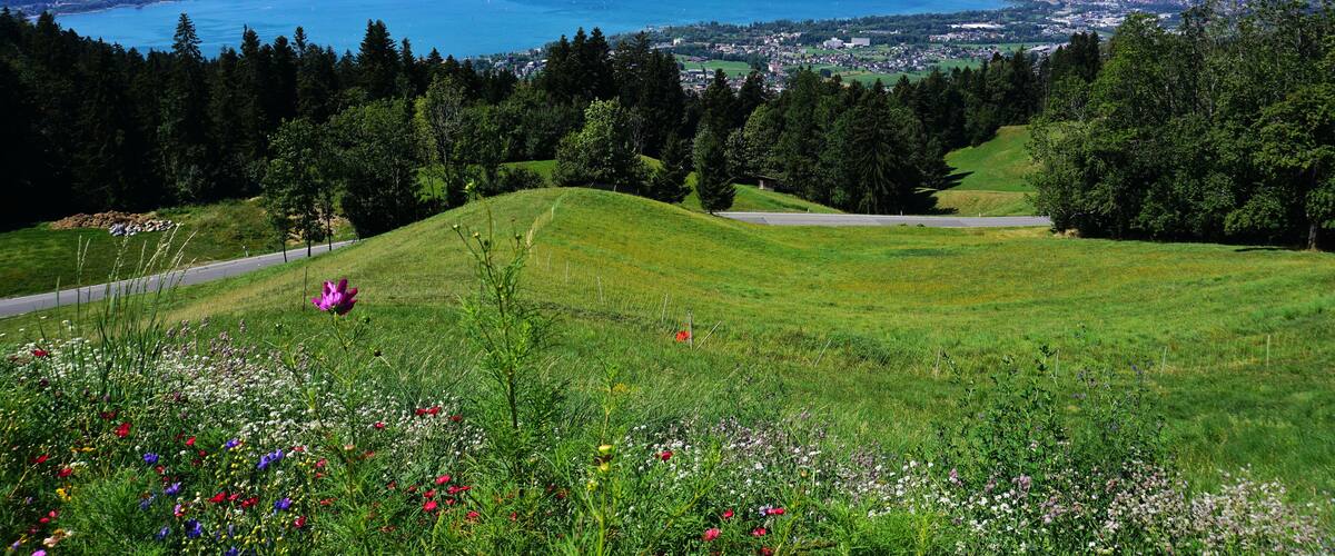 A coastal landscape with a road, a field of wildflowers, and a view of a town across the water.