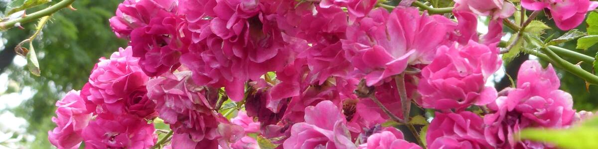 Rosa 'Purpurtraum' (Kayser & Seibert, 1922) in the Rosarium of Sangerhausen (Saxony-Anhalt, Germany)