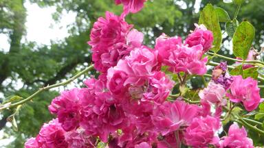 A cluster of pink flowers with green leaves in a garden.