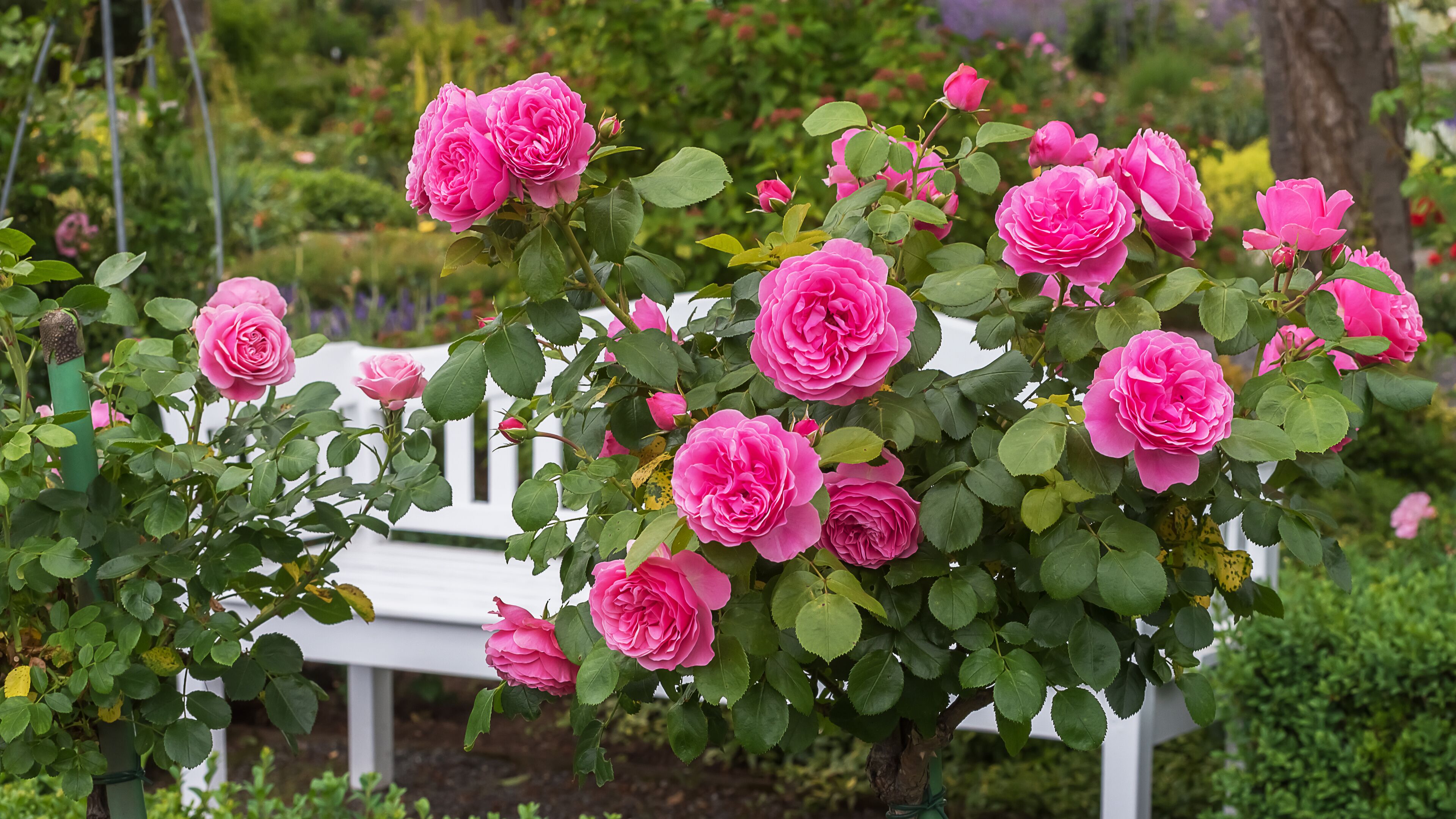A rosary, a place to rest. A shrub with very lush, dark pink flowers and a bench. Selected varieties of exquisite roses for parks, gardens, decor