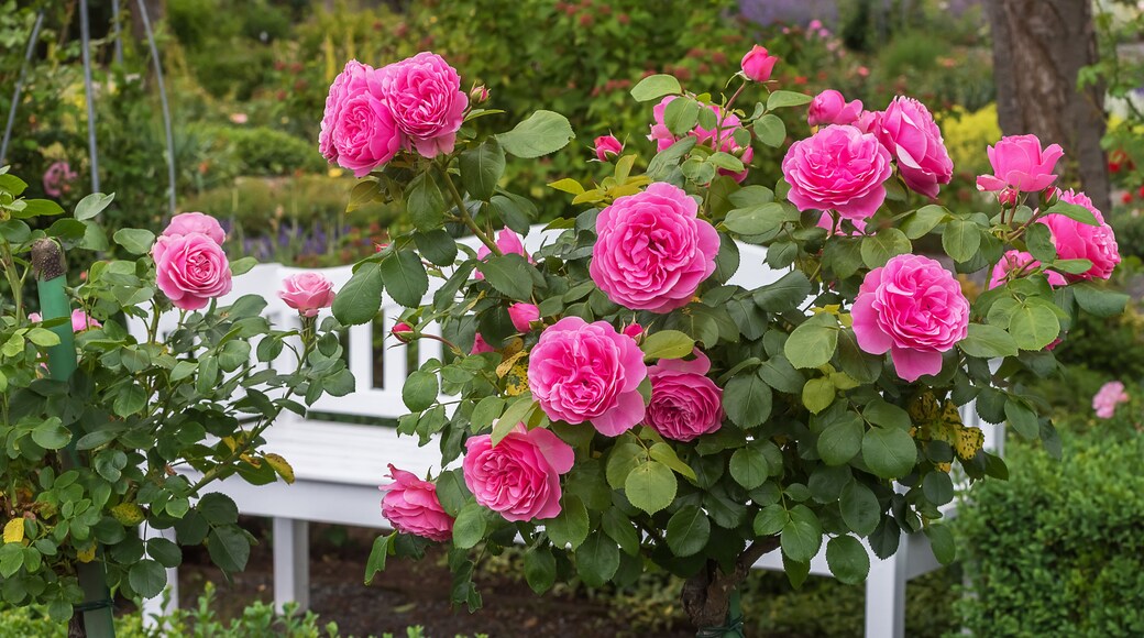 A rosary, a place to rest. A shrub with very lush, dark pink flowers and a bench. Selected varieties of exquisite roses for parks, gardens, decor