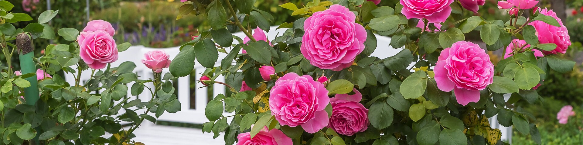 Un jardín con rosas rosadas y un banco blanco.