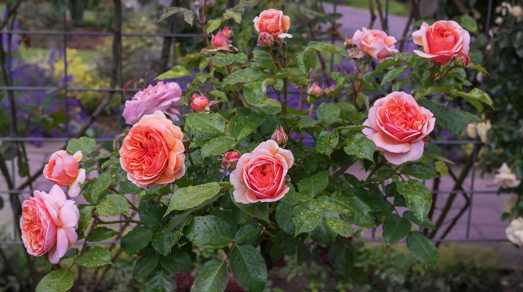 Bush of hybrid tea rose Chippendale with blooms of delicate apricot color