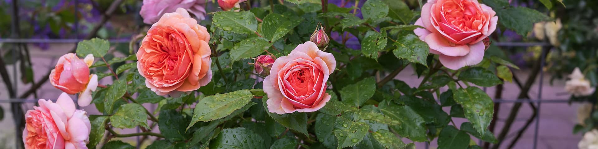 Bush of hybrid tea rose Chippendale with blooms of delicate apricot color