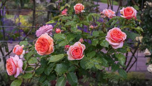 ザンガーハウゼン