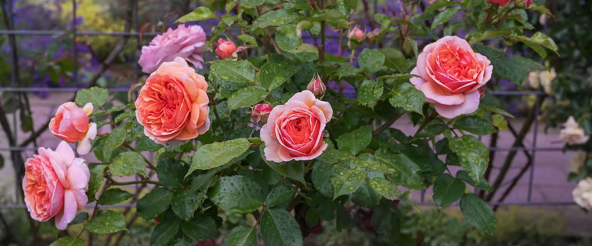 A rose bush with pink and peach roses, some with water droplets, and green leaves.