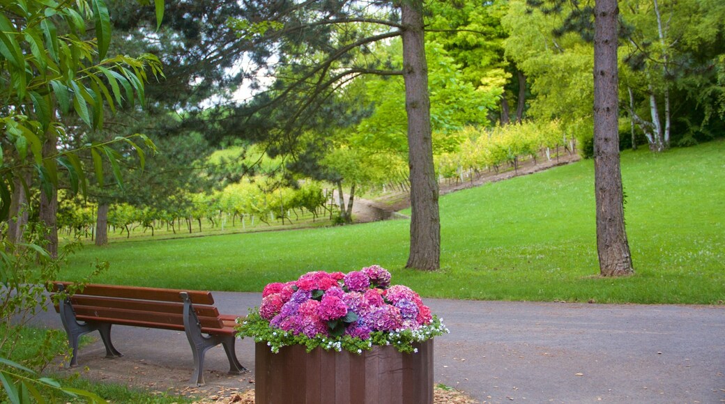 Lohberg mostrando un jardín y flores