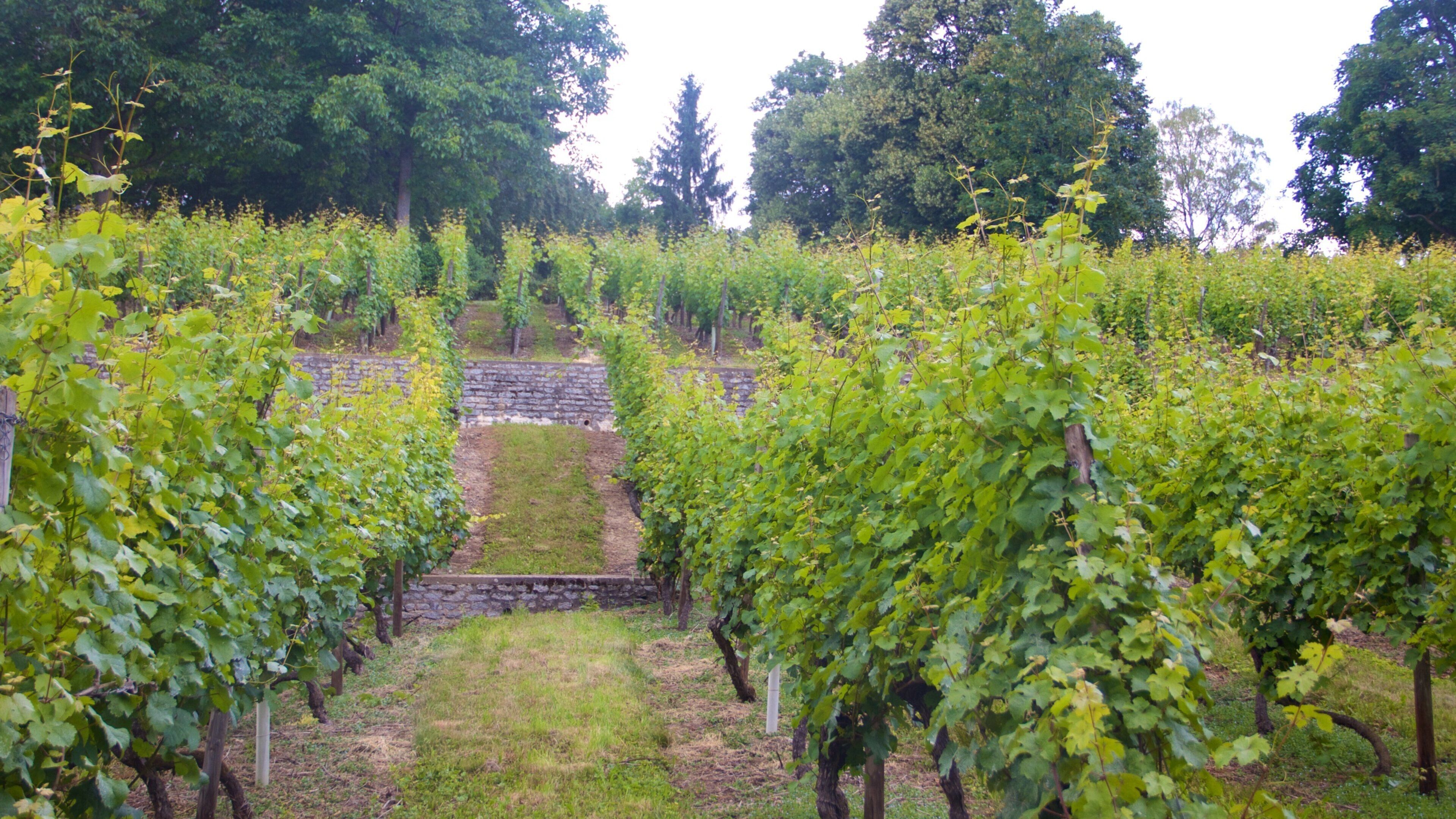 Lohberg showing a garden