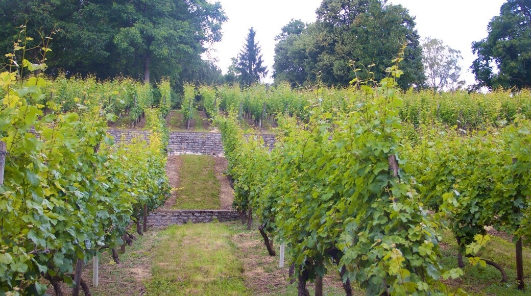 Lohberg showing a garden