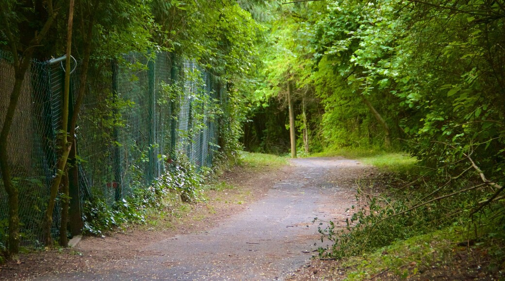 Lohberg showing a garden