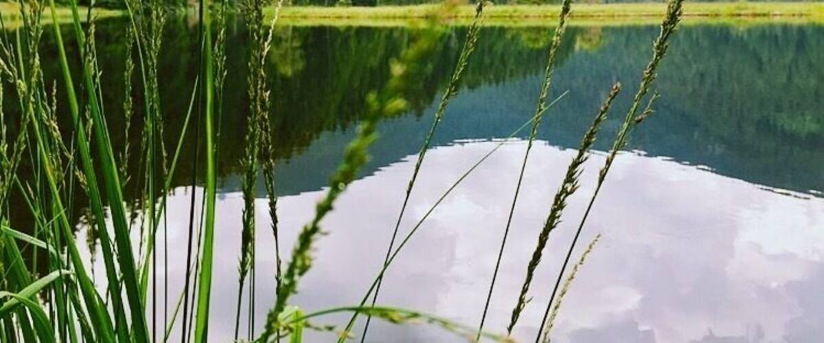 A calm lake surrounded by lush green forest and distant mountains.