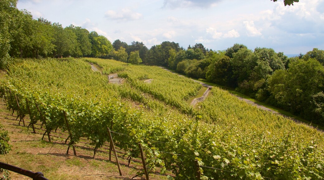 Lohberg showing farmland and tranquil scenes