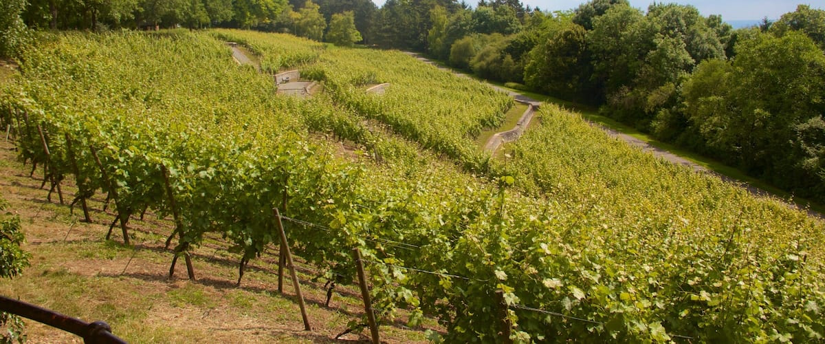 A vineyard with rows of grapevines, a dirt path, and a backdrop of trees and hills.