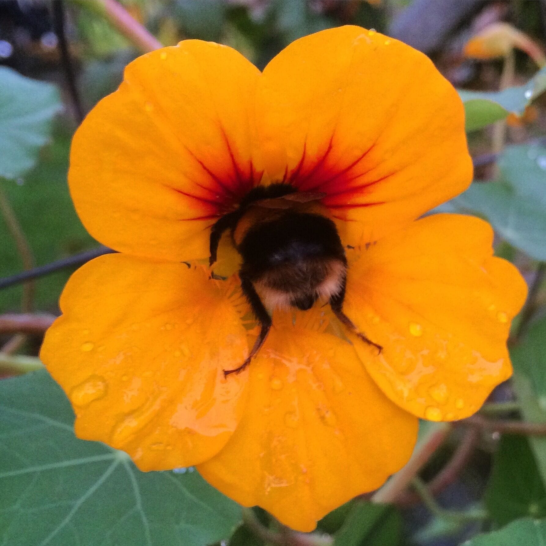 A buzzy bee getting busy! #springfun