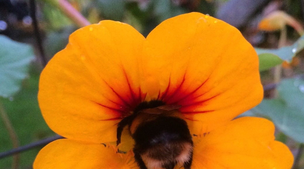 A buzzy bee getting busy! #springfun