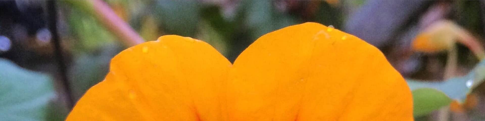 A buzzy bee getting busy! #springfun