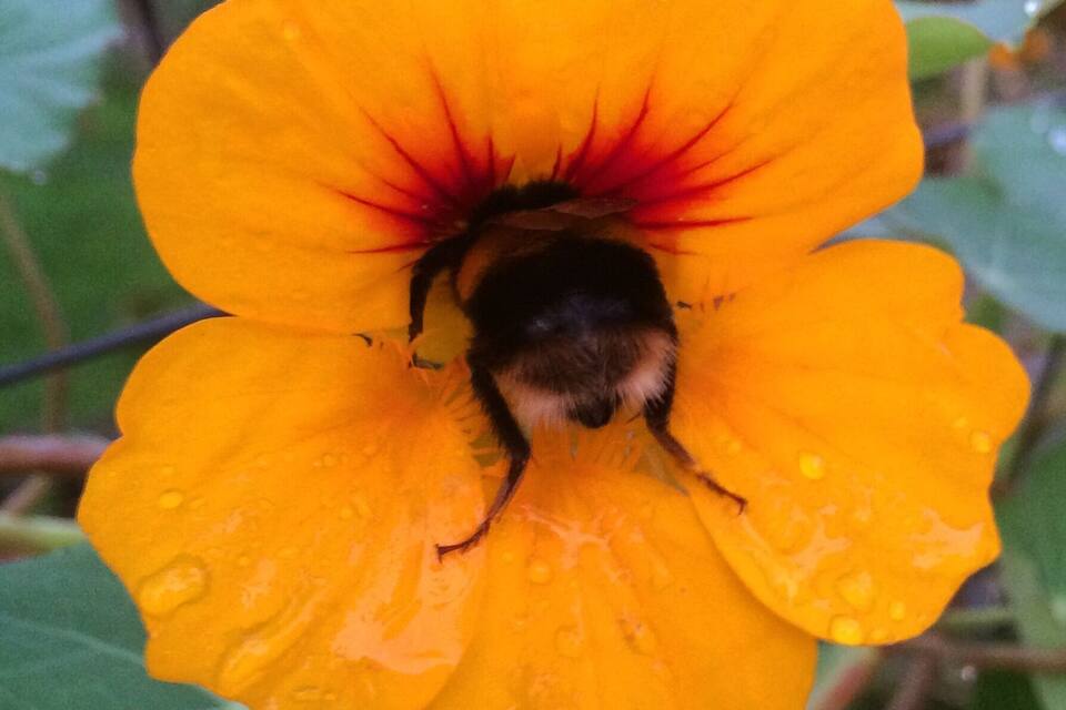 A close-up of a yellow flower with a bee inside.