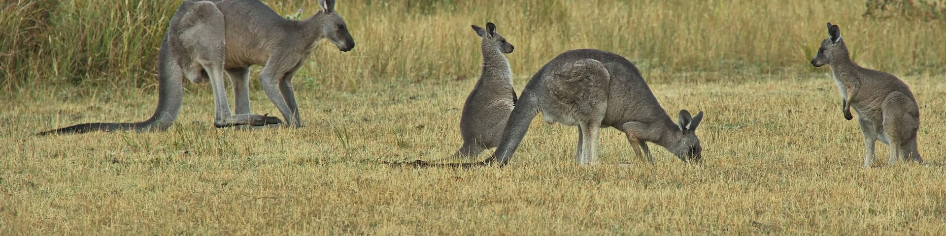 Kangaroos in Grampians National Park in Victoria, Australia