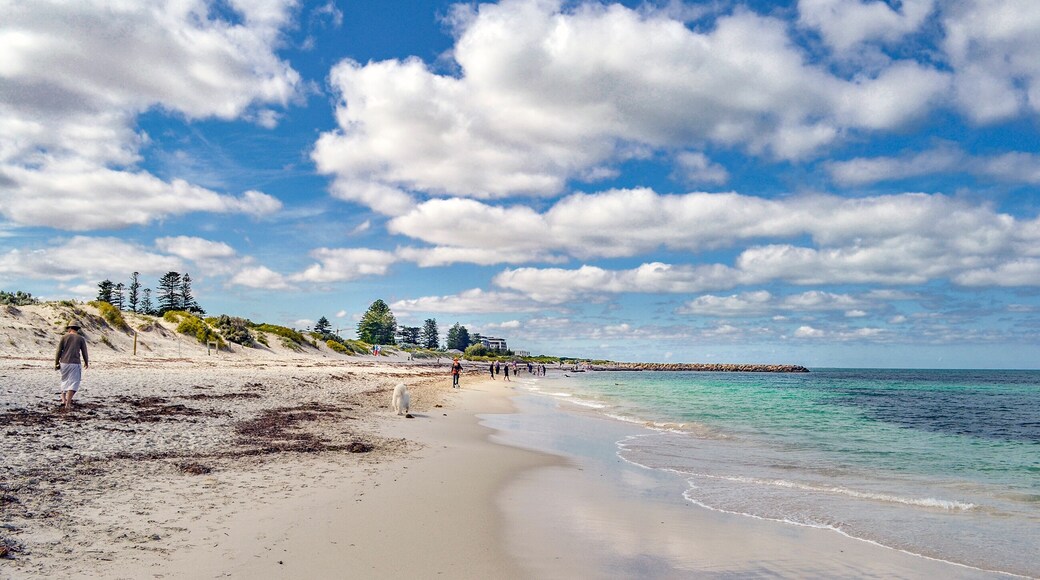 Sandtracks Beach, North Fremantle, Western Australia dogs walking with owners, spiaggia a Freemantle Australia, cani passeggiano con i padroni